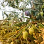 Olivenbaum in Nafplio